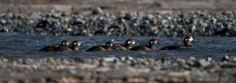 Harlequin Duck Family